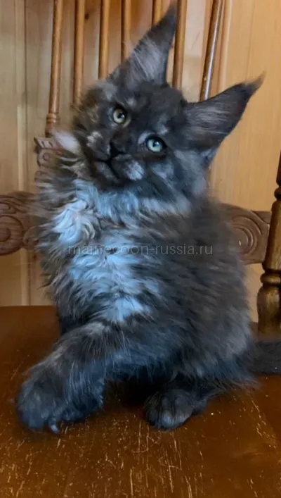 Maine Coon kitten