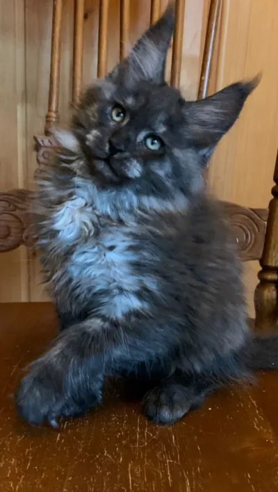 Maine Coon kitten