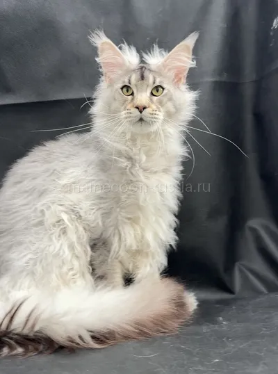 Jacob — Maine Coon kitten, Black Silver marble, rossetes blotched MCO ns 25