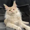 Видео котёнка Khan