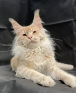 Khan