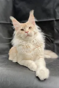Khan