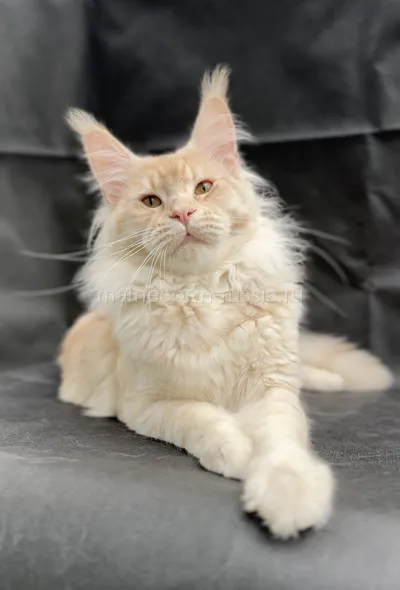 Khan — Maine Coon kitten, Red Silver Mac Tabby MCO ds 23