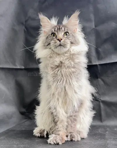 Jasper — Maine Coon kitten, Black Silver marble, rossetes blotched MCO ns 25