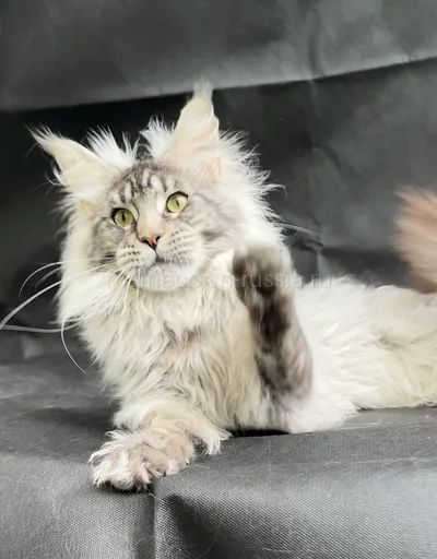 Jasper — Maine Coon kitten, Black Silver marble, rossetes blotched MCO ns 25