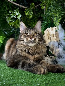 Isolde