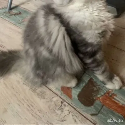 Котенок мейн-кун