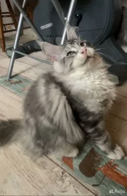 Котенок мейн-кун