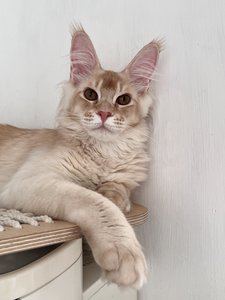 Bruno