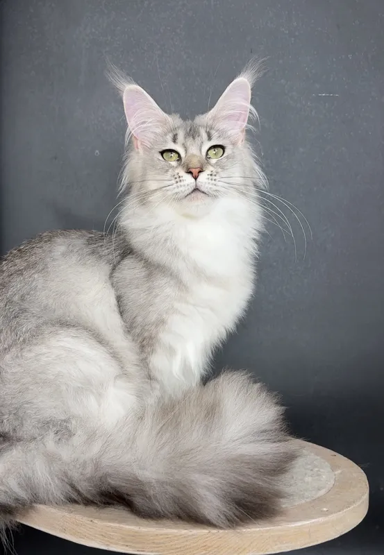 Котенок мейн-кун Черный тикированный на  серебре MCO ns 25 Девочка