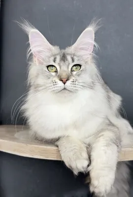 Maine Coon kitten