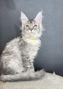 Gia