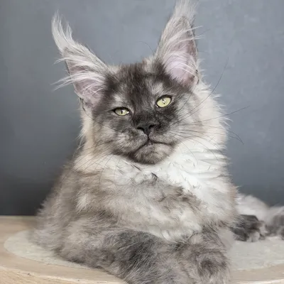 Котенок мейн-кун