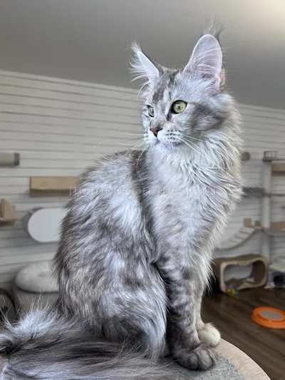 Maine Coon kitten