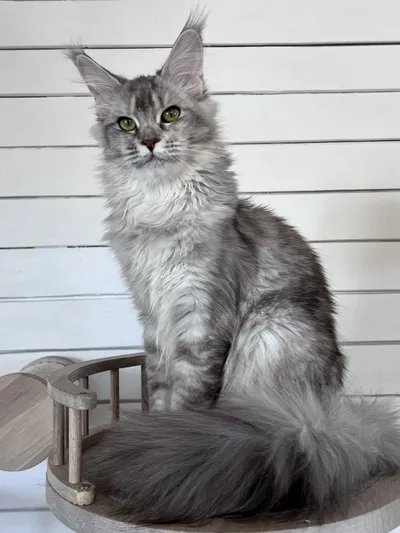 Maine Coon kitten