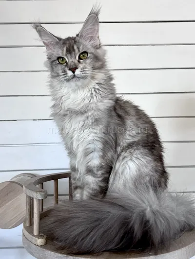 Maine Coon kitten