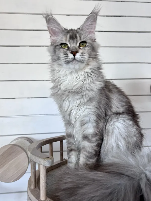 Maine Coon kitten Tortie Silver marble, rossetes blotched MCO fs 25 Girl