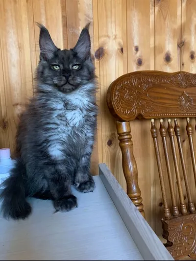 Maine Coon kitten