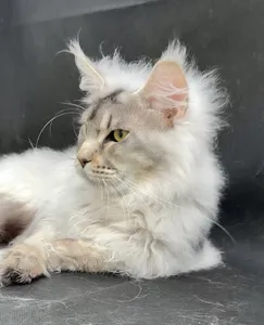 Jacob