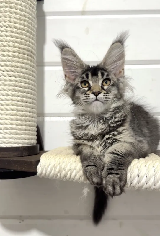 Maine Coon kitten Black Silver marble, rossetes blotched MCO ns 25 Girl