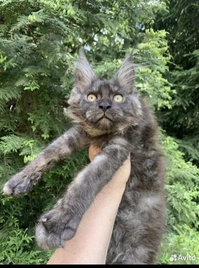 Maine Coon kitten