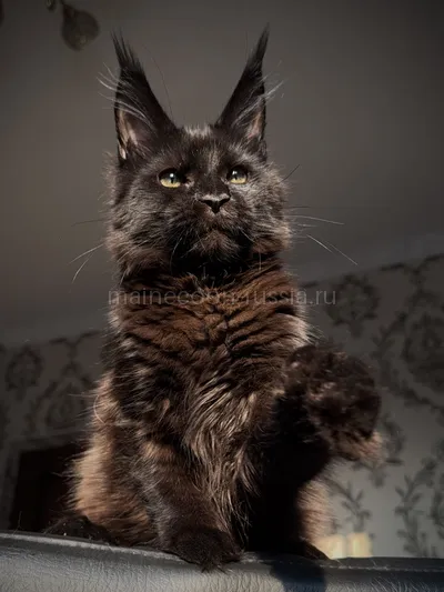 Котенок мейн-кун