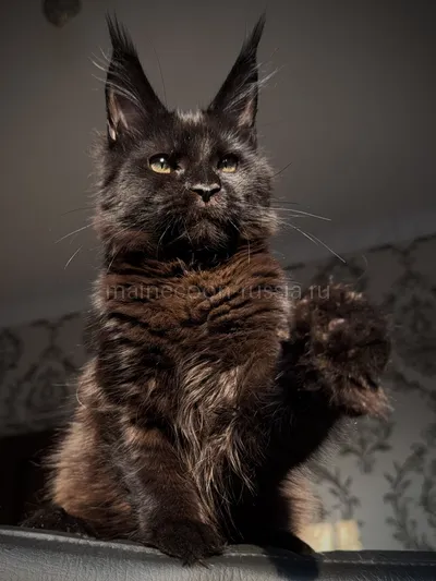 Котенок мейн-кун