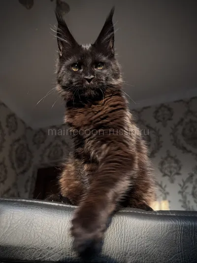 Котенок мейн-кун