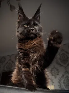 Beverly