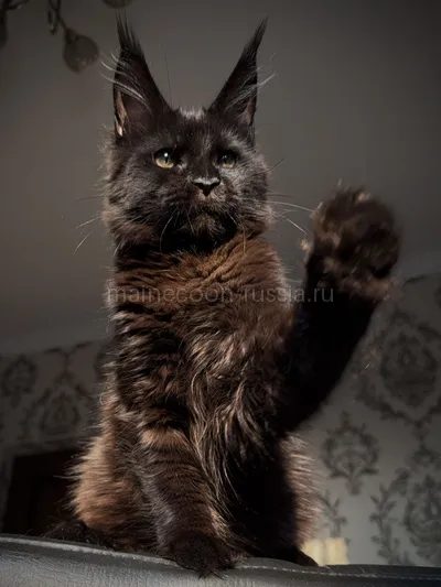 Котенок мейн-кун