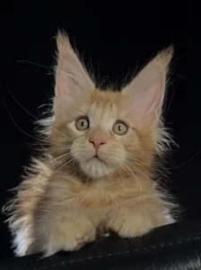 Котенок мейн-кун