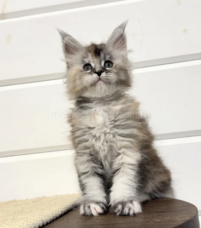Maine Coon kitten Tortie Silver marble, rossetes blotched MCO fs 25 Girl