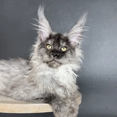 Котенок мейн-кун