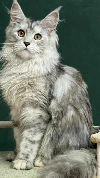 DARINA — Котенок мейн-кун, Черепаховый серебрянный мраморный MCO fs 22