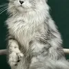 DARINA - photo 5