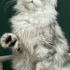 DARINA - photo 4