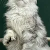 DARINA - photo 6