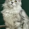DARINA - photo 3