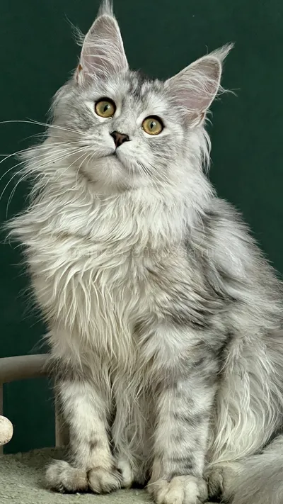 DARINA — Котенок мейн-кун, Черепаховый серебрянный мраморный MCO fs 22