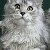 DARINA - photo 2