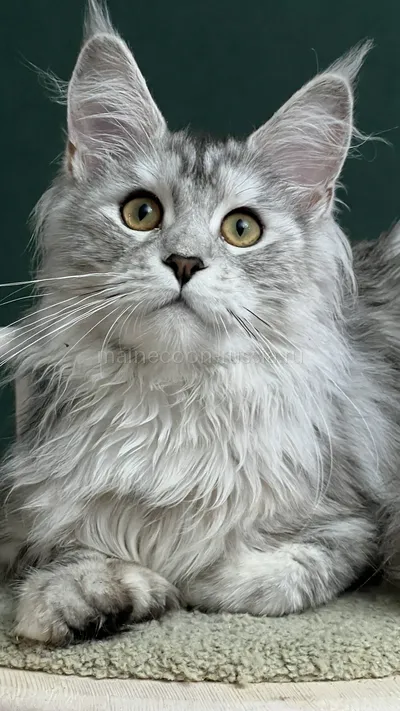 DARINA — Котенок мейн-кун, Черепаховый серебрянный мраморный MCO fs 22