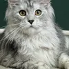 DARINA - photo 7