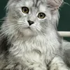 DARINA - photo 1