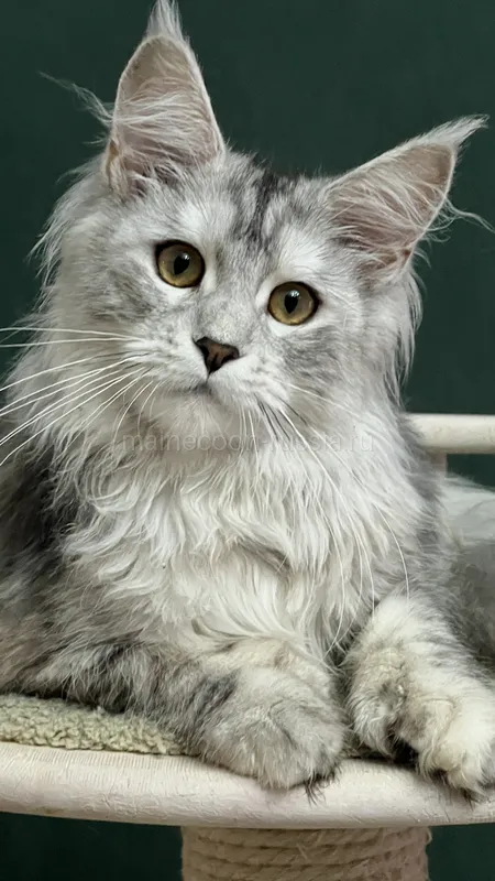 Maine Coon kitten Tortie Silver Classic Tabby MCO fs 22 Girl