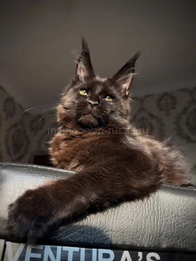 Котенок мейн-кун
