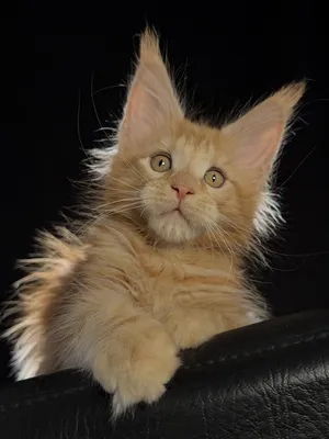 Maine Coon kitten