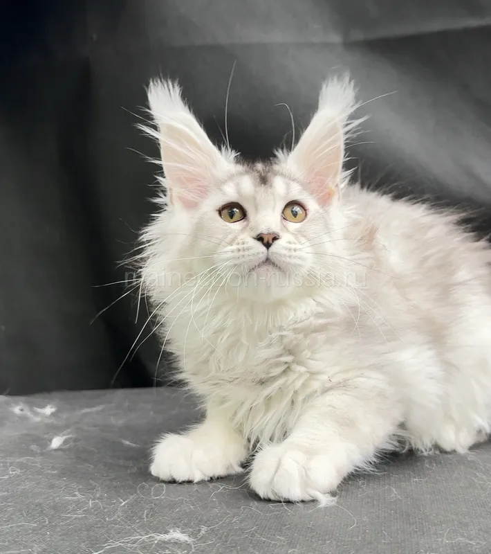 Maine Coon kitten Black Silver marble, rossetes blotched MCO ns 25 Girl