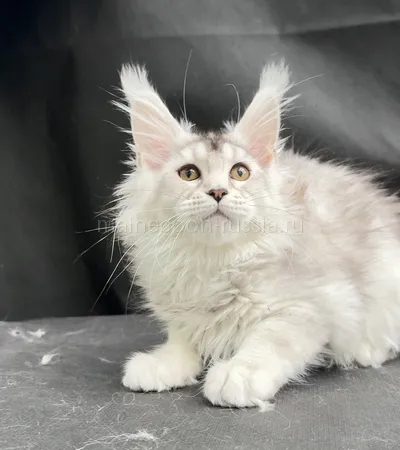 Milka — Maine Coon kitten, Black Silver marble, rossetes blotched MCO ns 25