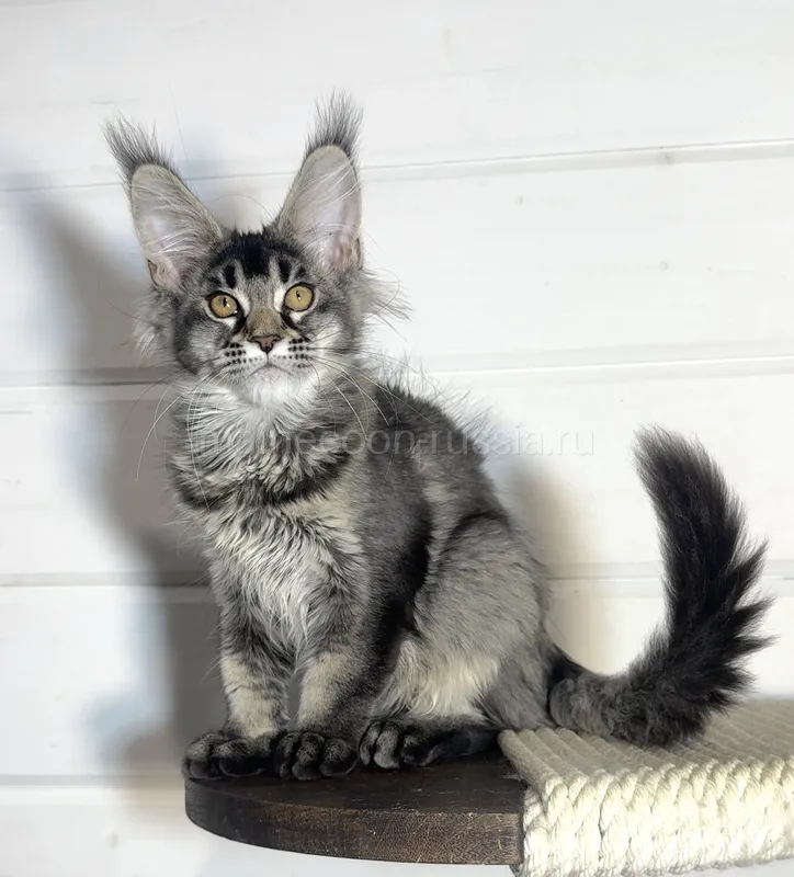 Maine Coon kitten Black Silver marble, rossetes blotched MCO ns 25 Girl