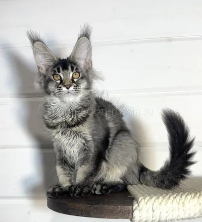 Afina — Maine Coon kitten, Black Silver marble, rossetes blotched MCO ns 25